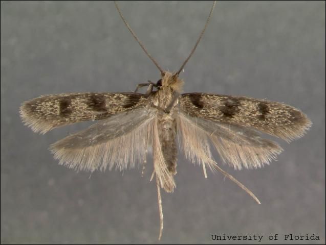 bagworm moth