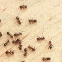 ants