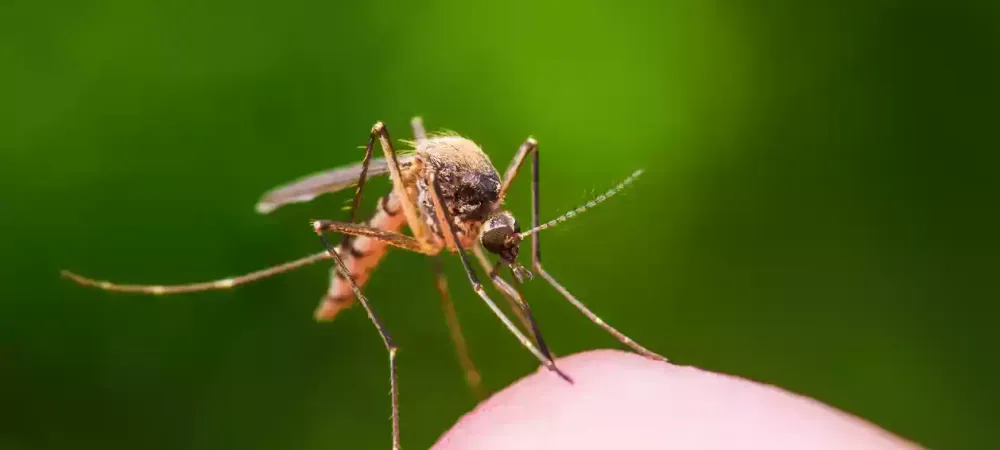 mosquito