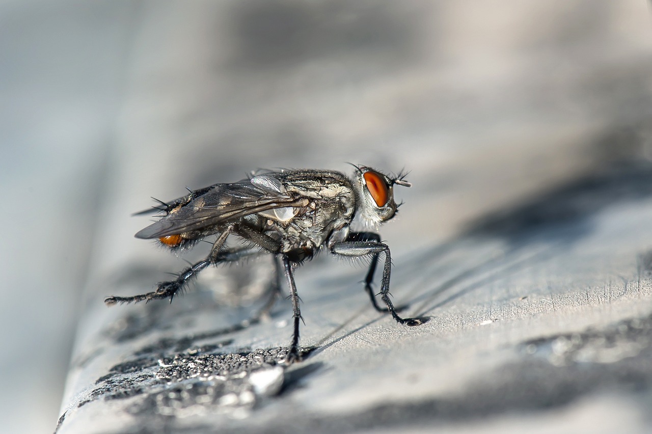 Cluster Flies in Florida: Identification, Prevention & Control Guide ...