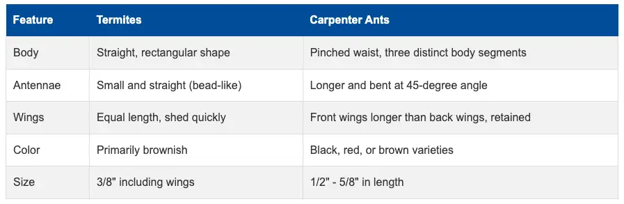 termites vs carpenter ants