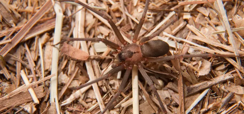 Brown Recluse Spider