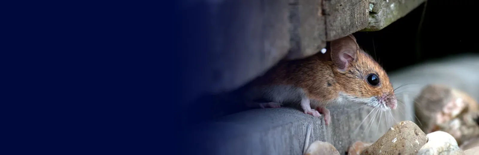 Mouse under porch