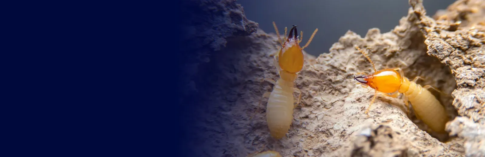 Termites on wood