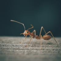 Ant