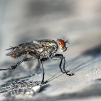 cluster fly