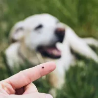 lab laying in grass