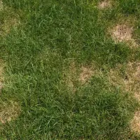 Lawn disease