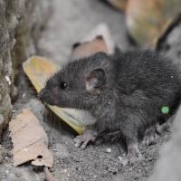 mouse in attic