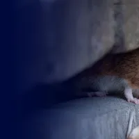Mouse under porch