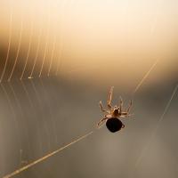 Spider in Web
