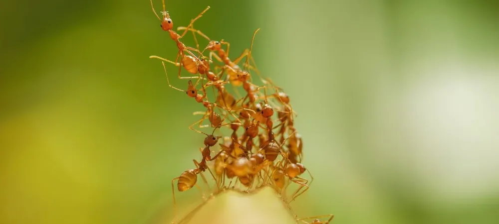 fire ants 