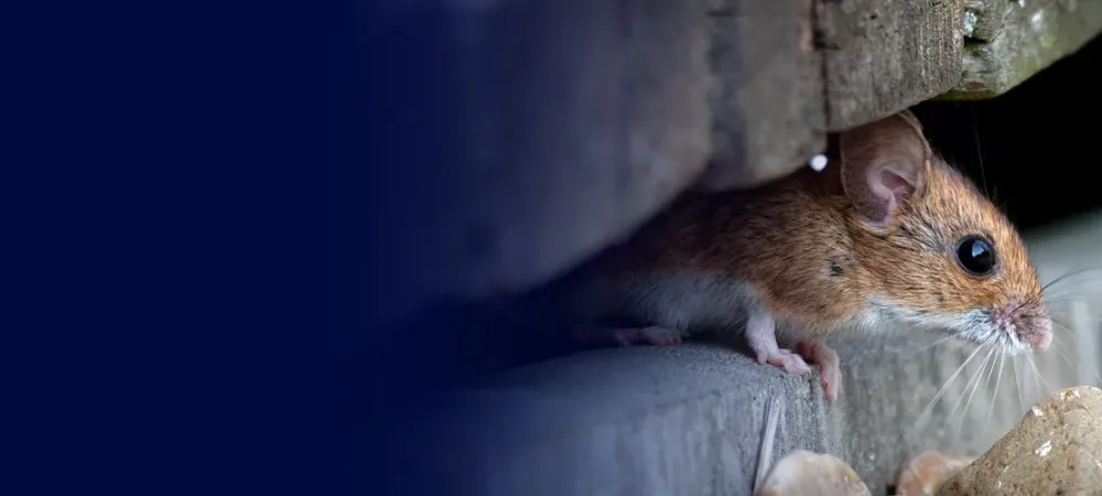 Mouse under porch