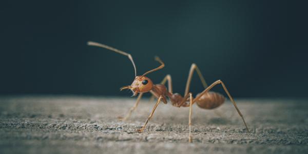 Ant