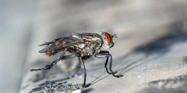 cluster fly