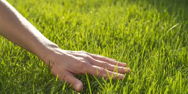 lawn-care