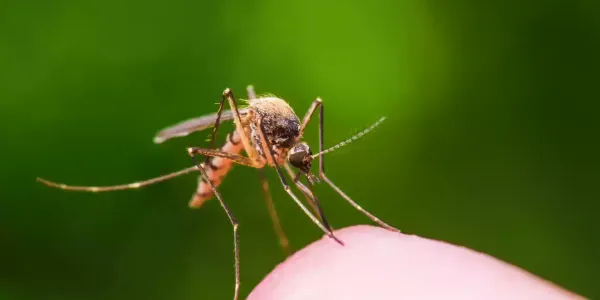 mosquito-on-hand