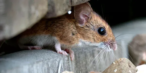 Mouse hiding near porch