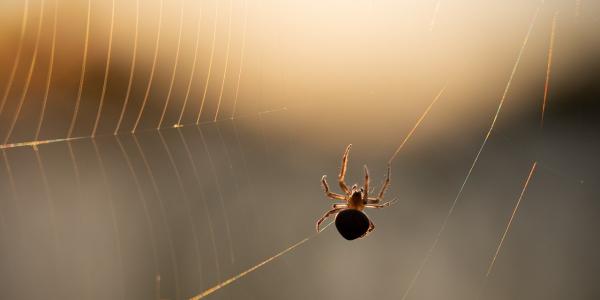 Spider in Web