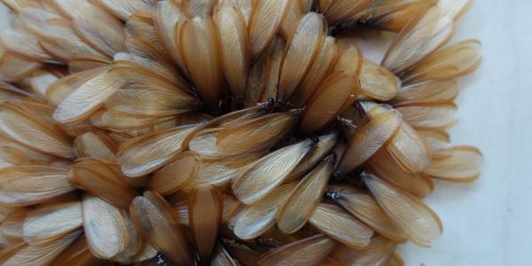 termites with wings