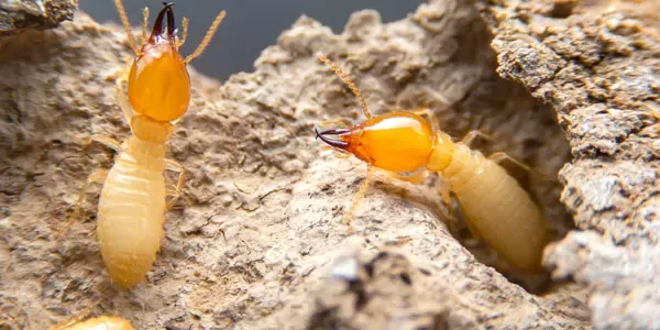 Termites on wood