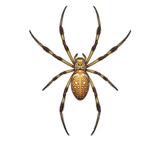 Golden silk orb-weaver, Florida's banana spider, resting on its web