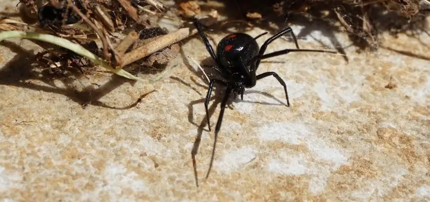 black widow