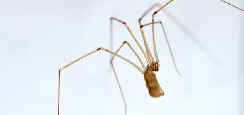 cellar spider