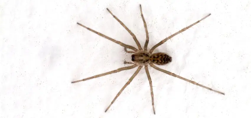 common house spider