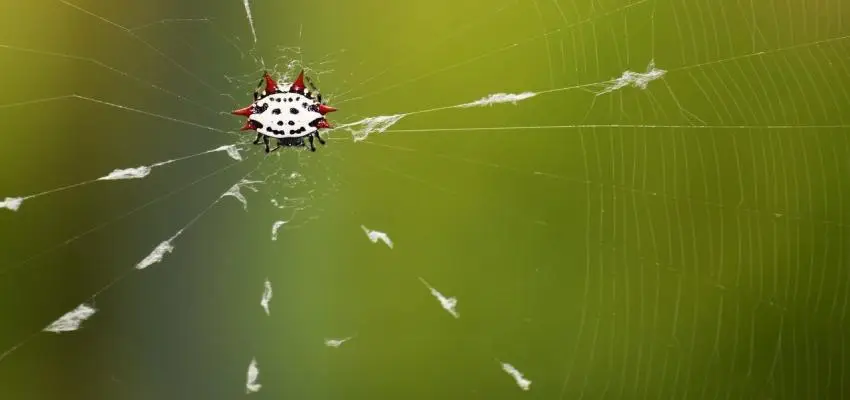 spiny orb-weaver spider