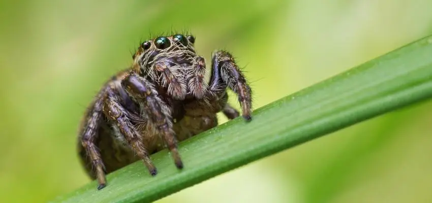 jumping spider