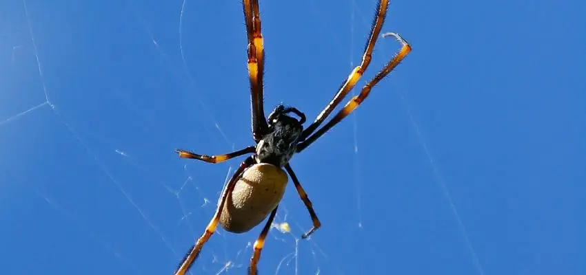 golden silk orb-weaver spider