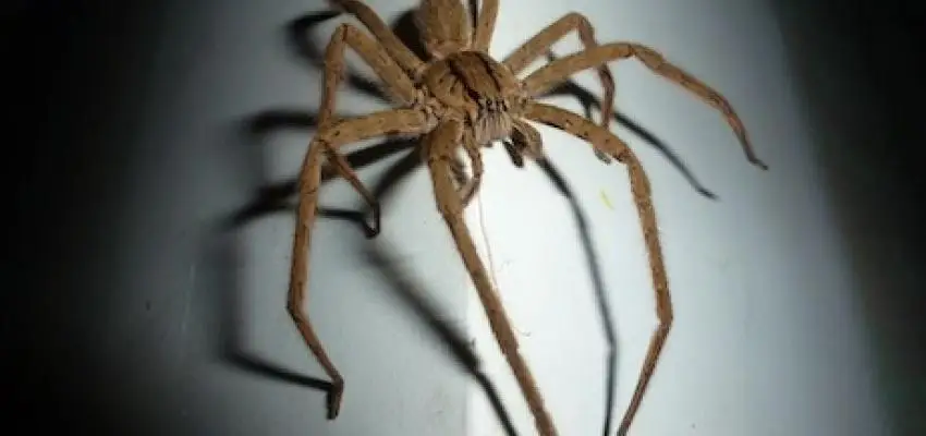 wolf spider