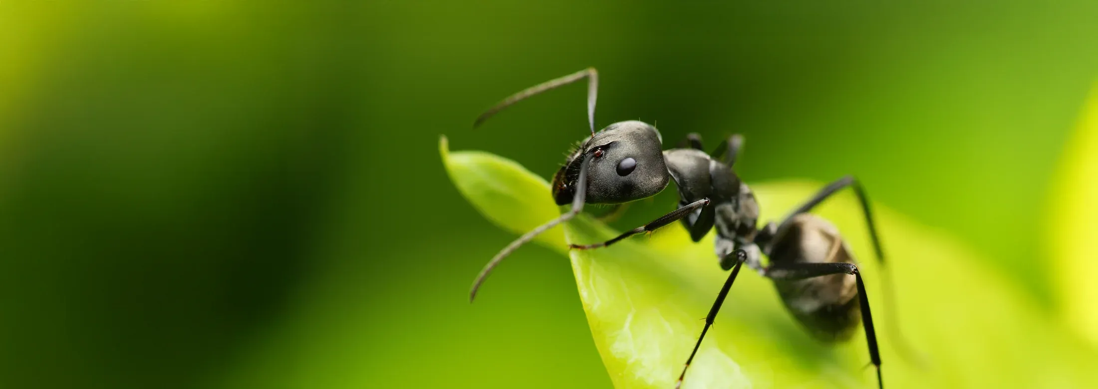 ant on a leaf