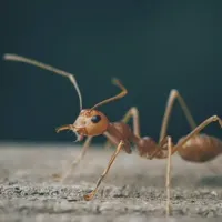 ant