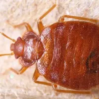 bed bug