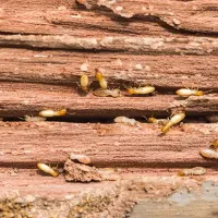termites in wood