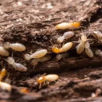 termites on wood