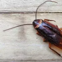 American Cockroach on a wood table