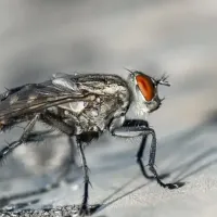 fly