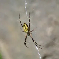 banana spider in Florida