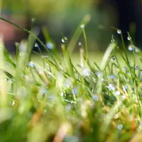 grass