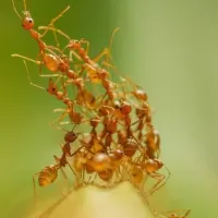 ants