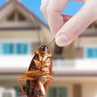 cockroach