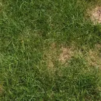 brown grass