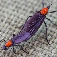 lovebugs