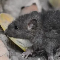 mouse