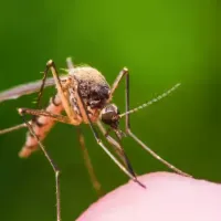 mosquito