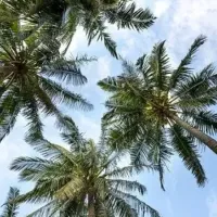 palm trees