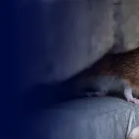 rodent